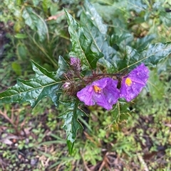 Unverified Other Shrub at Broke, NSW - 3 Aug 2025 by RoyP