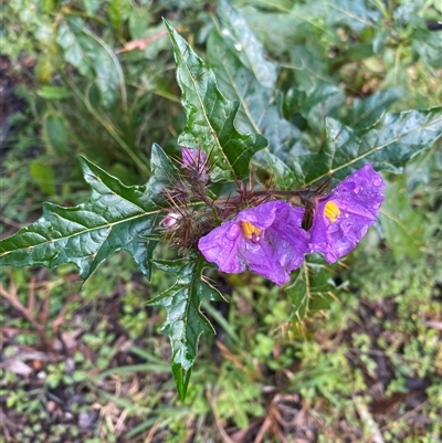 Unverified Other Shrub at Broke, NSW - 3 Aug 2025 by RoyP