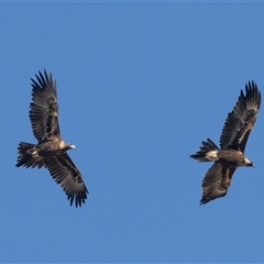 Aquila audax (Wedge-tailed Eagle) at Fyshwick, ACT - 7 Aug 2025 by rawshorty