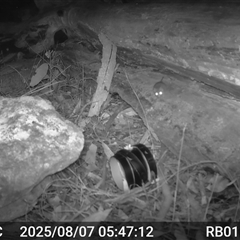 Antechinus flavipes (Yellow-footed Antechinus) at Bucketty, NSW - 7 Aug 2025 by MartinPredavec