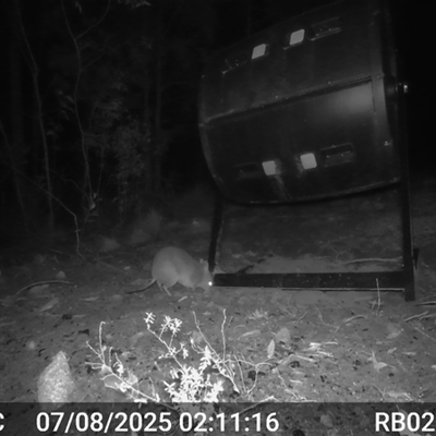 Perameles nasuta (Long-nosed Bandicoot) at Bucketty, NSW - 7 Aug 2025 by MartinPredavec
