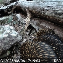 Tachyglossus aculeatus (Short-beaked Echidna) at Bucketty, NSW - 6 Aug 2025 by MartinPredavec