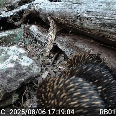 Tachyglossus aculeatus (Short-beaked Echidna) at Bucketty, NSW - 6 Aug 2025 by MartinPredavec