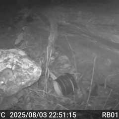 Antechinus flavipes (Yellow-footed Antechinus) at Bucketty, NSW - 3 Aug 2025 by MartinPredavec