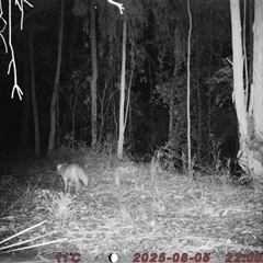 Vulpes vulpes (Red Fox) at Bucketty, NSW - 5 Aug 2025 by MartinPredavec