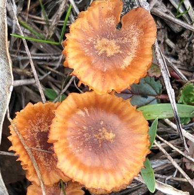 Protostropharia semiglobata at Crowther, NSW - 8 Aug 2025 by Frecko