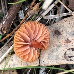 Protostropharia semiglobata at Crowther, NSW - 8 Aug 2025 by Frecko