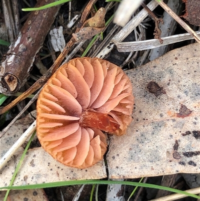 Protostropharia semiglobata at Crowther, NSW - 8 Aug 2025 by Frecko