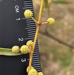 Acacia verniciflua (Varnish Wattle) at Crowther, NSW - 8 Aug 2025 by Frecko