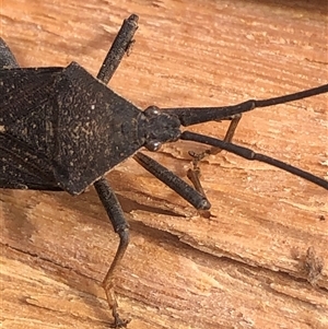 Amorbus (genus) (Eucalyptus Tip bug) at Crowther, NSW - 8 Aug 2025 by Frecko