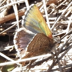 Paralucia crosbyi (Violet Copper Butterfly) by JohnBundock