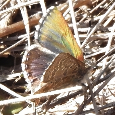 Paralucia crosbyi (Violet Copper Butterfly) at  - suppressed by JohnBundock