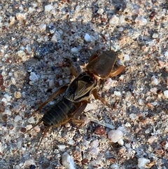 Gryllotalpa sp. (genus) (Mole Cricket) at Chapman, ACT - 7 Aug 2025 by LOz