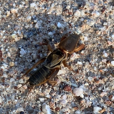 Gryllotalpa sp. (genus) (Mole Cricket) at Chapman, ACT - 7 Aug 2025 by LOz