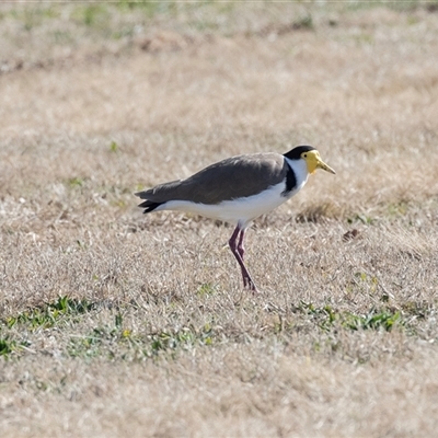 Vanellus miles (Masked Lapwing) at Gungahlin, ACT - 5 Aug 2025 by AlisonMilton