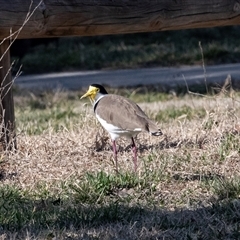 Vanellus miles at Gungahlin, ACT - 5 Aug 2025 01:07 PM