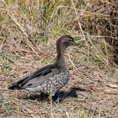 Chenonetta jubata (Australian Wood Duck) at Gungahlin, ACT - 5 Aug 2025 by AlisonMilton