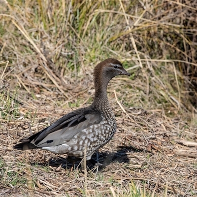 Chenonetta jubata (Australian Wood Duck) at Gungahlin, ACT - 5 Aug 2025 by AlisonMilton