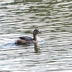 Tachybaptus novaehollandiae (Australasian Grebe) at Gungahlin, ACT - 5 Aug 2025 by AlisonMilton