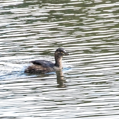 Tachybaptus novaehollandiae (Australasian Grebe) at Gungahlin, ACT - 5 Aug 2025 by AlisonMilton