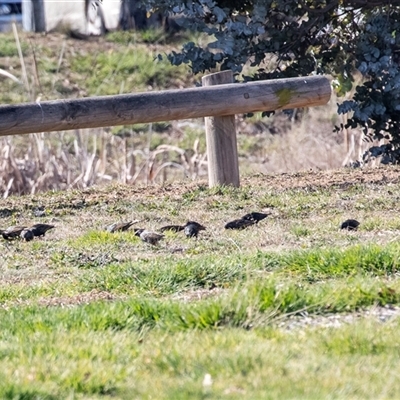 Sturnus vulgaris (Common Starling) at Gungahlin, ACT - 5 Aug 2025 by AlisonMilton