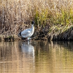 Threskiornis molucca (Australian White Ibis) at Gungahlin, ACT - 5 Aug 2025 by AlisonMilton