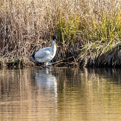 Threskiornis molucca (Australian White Ibis) at Gungahlin, ACT - 5 Aug 2025 by AlisonMilton