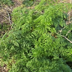 Conium maculatum (Hemlock) at Gordon, ACT - 8 Aug 2025 by Mike