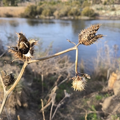Datura stramonium (Common Thornapple) at Gordon, ACT - 8 Aug 2025 by Mike