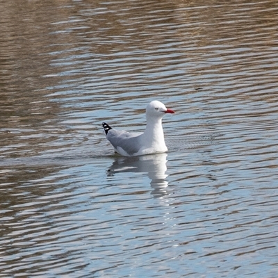 Chroicocephalus novaehollandiae (Silver Gull) at Gungahlin, ACT - 5 Aug 2025 by AlisonMilton