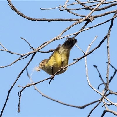 Smicrornis brevirostris (Weebill) at Bruce, ACT - 5 Aug 2025 by AlisonMilton