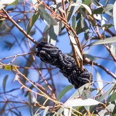 Perginae sp. (subfamily) (Unidentified pergine sawfly) at Gungahlin, ACT - 5 Aug 2025 by AlisonMilton