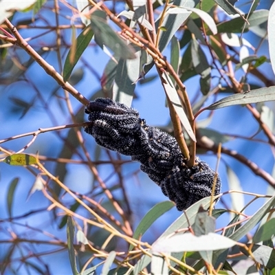 Perginae sp. (subfamily) (Unidentified pergine sawfly) at Gungahlin, ACT - 5 Aug 2025 by AlisonMilton