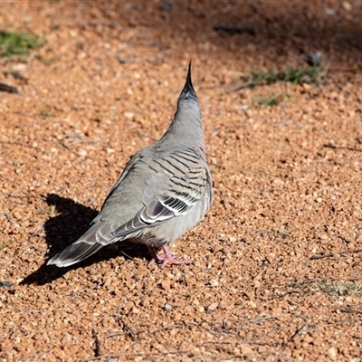 Ocyphaps lophotes (Crested Pigeon) at Hawker, ACT - 6 Aug 2025 by AlisonMilton