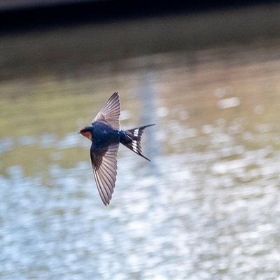 Hirundo neoxena (Welcome Swallow) at Gungahlin, ACT - 5 Aug 2025 by AlisonMilton