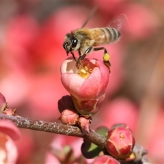Apis mellifera (European honey bee) at West Wodonga, VIC - 8 Aug 2025 by KylieWaldon