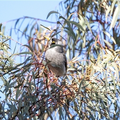 Manorina melanocephala (Noisy Miner) at Hawker, ACT - 6 Aug 2025 by AlisonMilton