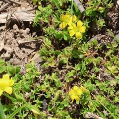 Oxalis (genus) at West Wodonga, VIC - 8 Aug 2025 by KylieWaldon