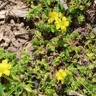 Oxalis (genus) at West Wodonga, VIC - 8 Aug 2025 by KylieWaldon