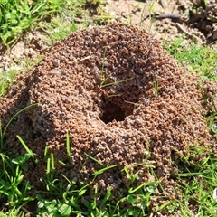 Formicidae (family) (Unidentified ant) at West Wodonga, VIC - 8 Aug 2025 by KylieWaldon