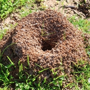 Formicidae (family) at West Wodonga, VIC - 8 Aug 2025 12:06 PM