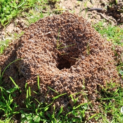 Formicidae (family) (Unidentified ant) at West Wodonga, VIC - 8 Aug 2025 by KylieWaldon