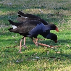 Porphyrio melanotus (Australasian Swamphen) at West Wodonga, VIC - 8 Aug 2025 by KylieWaldon