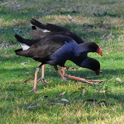 Porphyrio melanotus (Australasian Swamphen) at West Wodonga, VIC - 8 Aug 2025 by KylieWaldon