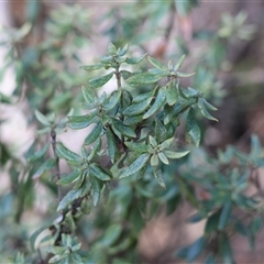 Persoonia rigida at West Wodonga, VIC - 8 Aug 2025 by KylieWaldon