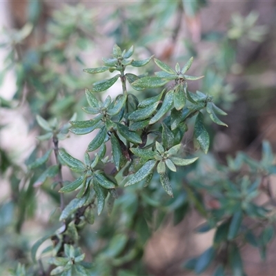 Persoonia rigida at West Wodonga, VIC - 8 Aug 2025 by KylieWaldon