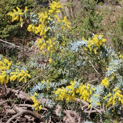 Acacia baileyana (Cootamundra Wattle, Golden Mimosa) at West Wodonga, VIC - 8 Aug 2025 by KylieWaldon