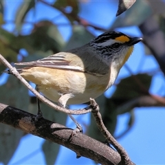 Pardalotus striatus (Striated Pardalote) at West Wodonga, VIC - 8 Aug 2025 by KylieWaldon