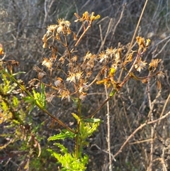 Senecio hispidulus (Hill Fireweed) at Denman Prospect, ACT - 7 Aug 2025 by SteveBorkowskis