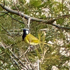 Nesoptilotis leucotis (White-eared Honeyeater) at Kaleen, ACT - 8 Aug 2025 by Hejor1